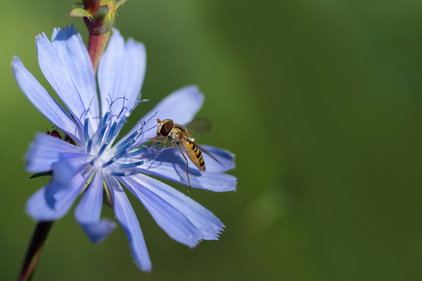 Biodiversität fördern: Naturschutz leicht gemacht